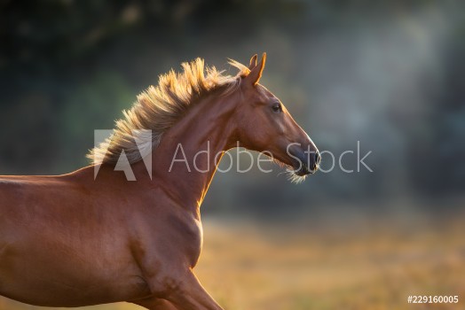 Picture of Red horse close up portrait in motion at sunset